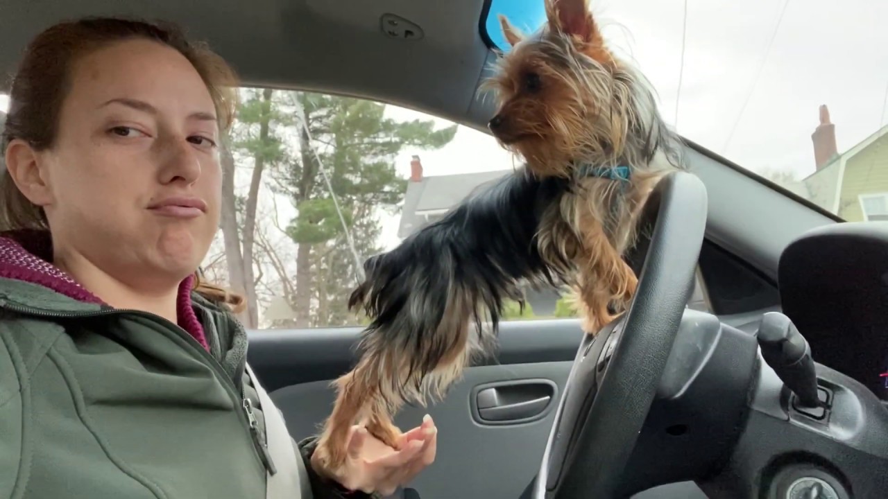 What It's Like to Have a Yorkie Puppy
