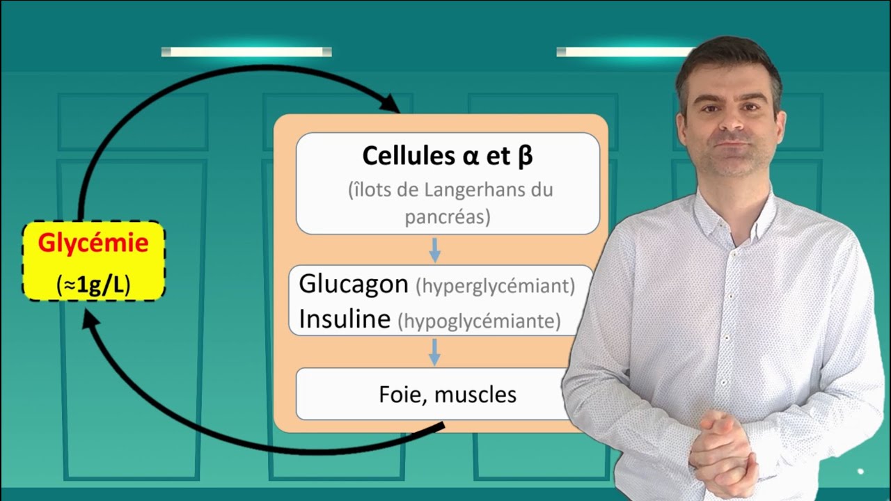 SVT - Terminale Spécialité - Les diabètes, des dysfonctionnements de la régulation glycémique