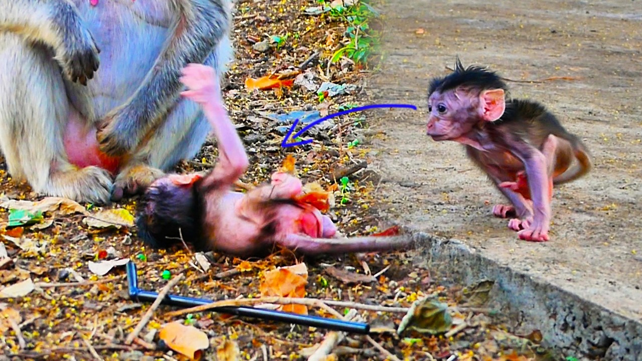Emotional action! Determined Baby Macaque practices walking despite many Falls
