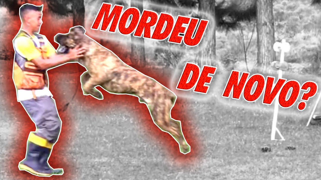 PRESA CANARIO MAIS OBEDIENTE? - SAGA HARU #4