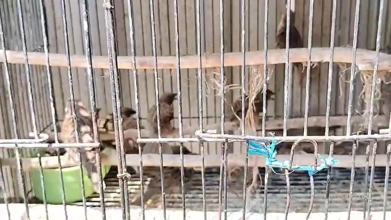 Rute jalan menuju kios burung bonjoli yang lagi viral stok burung lengkap