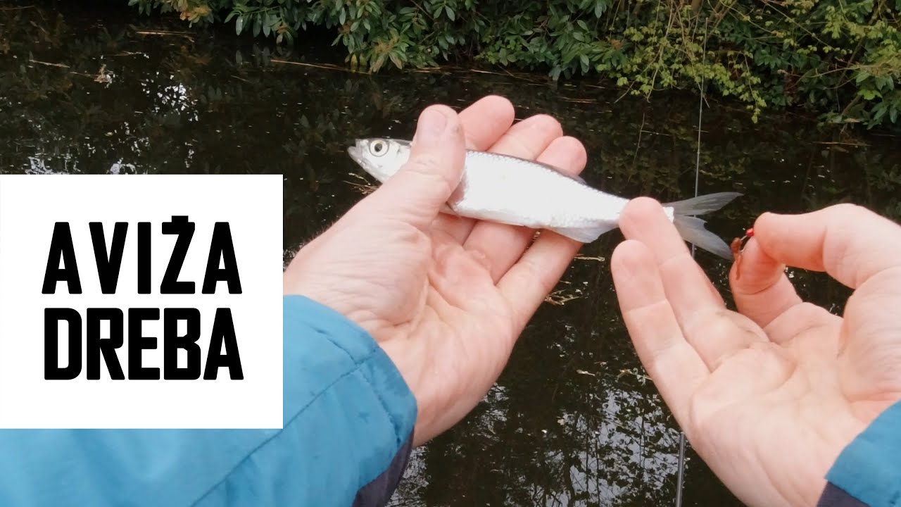 AVIŽADREBIS ir įrankiai: kotai, ritės, valai, pavadėliai, masalai. Kaip pateikti masalą?