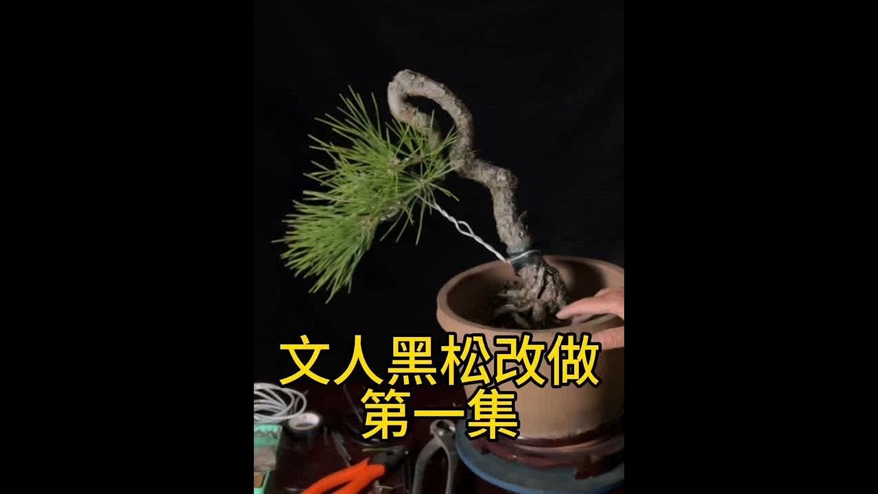 文人黑松改作第一集。盆景中的牵引手法如何操作？#盆景 #黑松盆景 #盆景制作