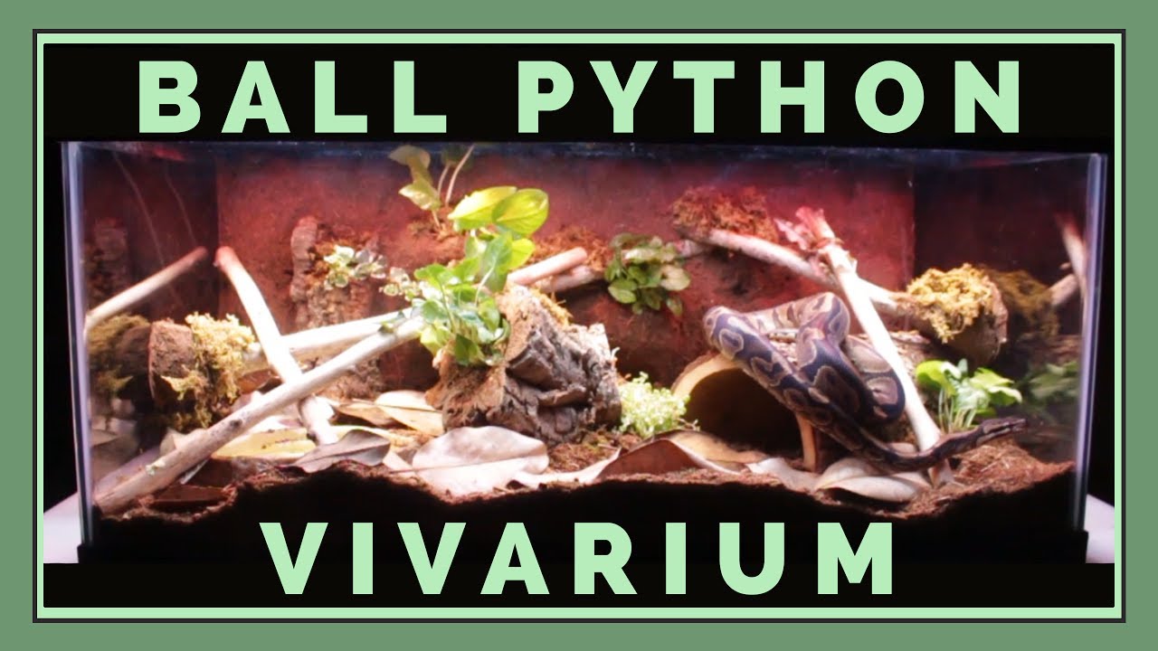 Building a Bioactive Ball Python Vivarium!