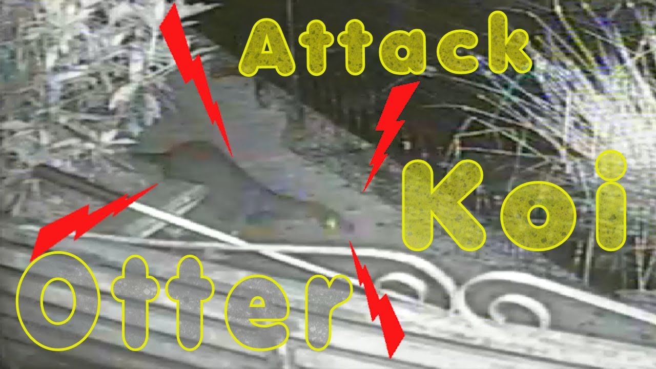 Otter attack in Koi Pond. Electric fence installation.