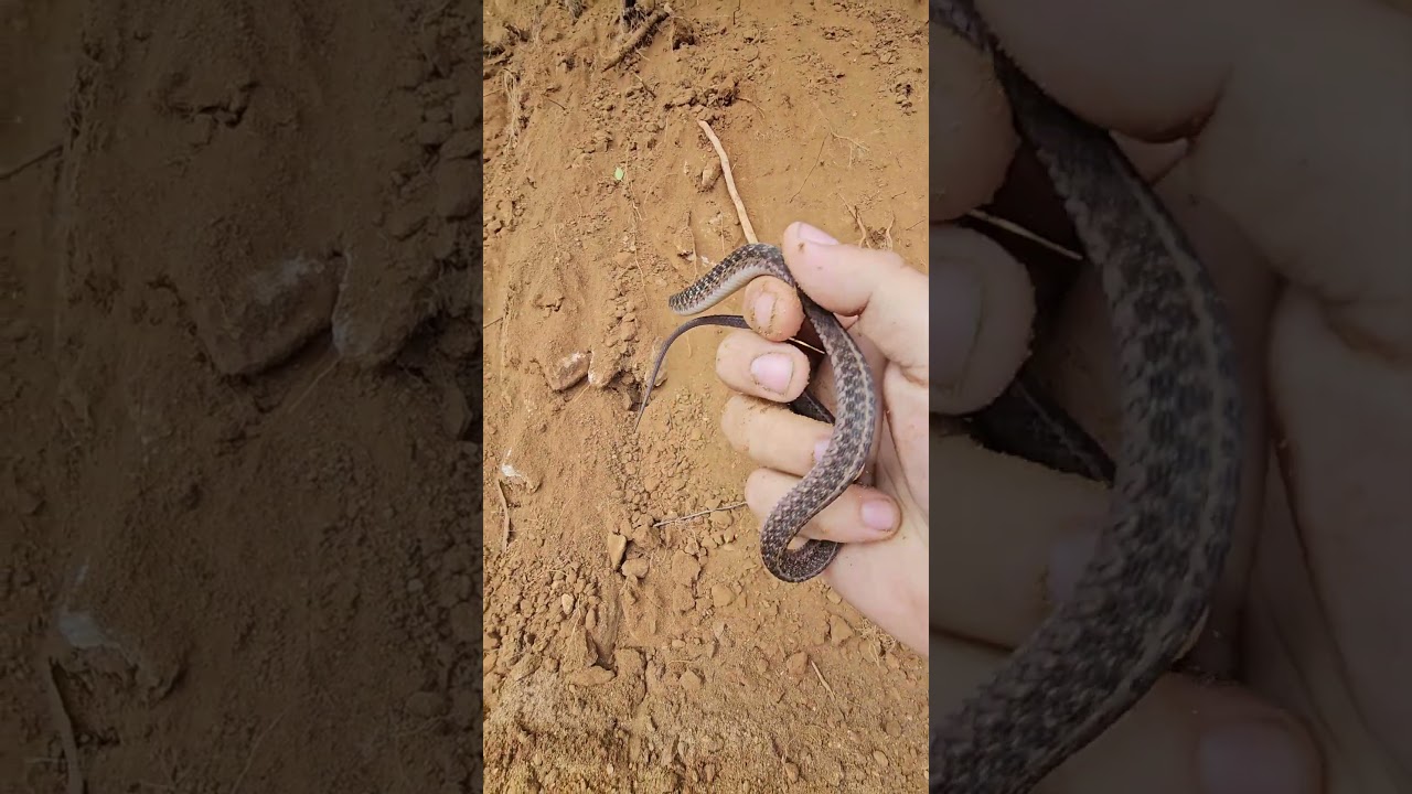 This Garter was NOT happy 