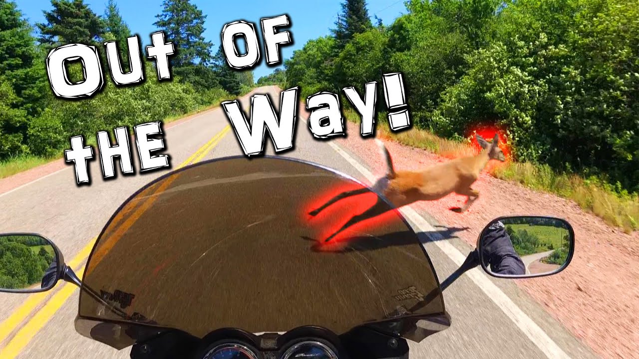 Dodging Deer in Advocate | Bandit Ride