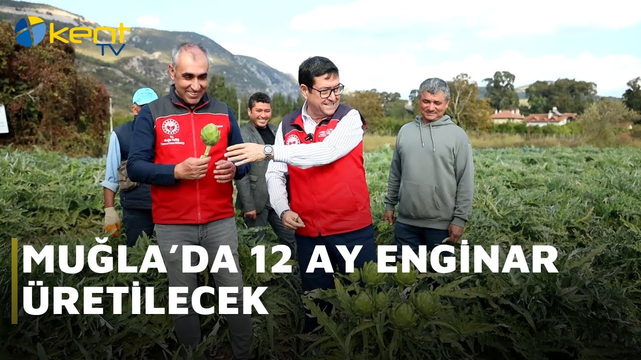 MUĞLA’DA 12 AY ENGİNAR ÜRETİLECEK