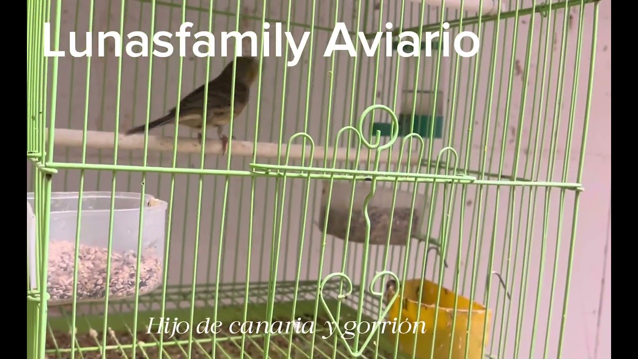 Hijo de canaria y gorrión