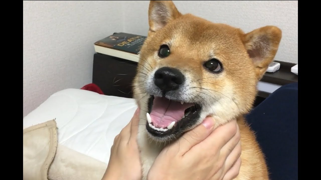 すぐキレる柴犬