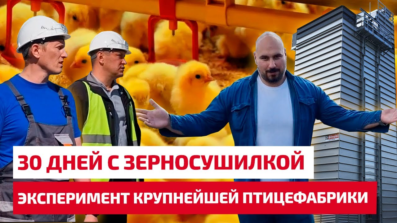 30 дней с зерносушилкой STRAHL. Эксперимент крупнейшей птицефабрики в России