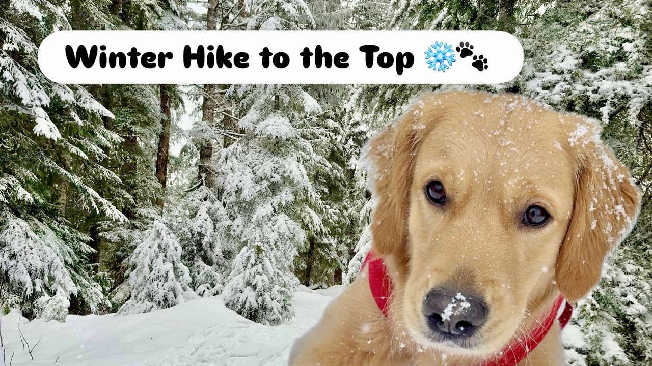 Worth the Climb ❄️🐾 | Snowy Mountain Walk With My Dog | Cypress Mountain, BC