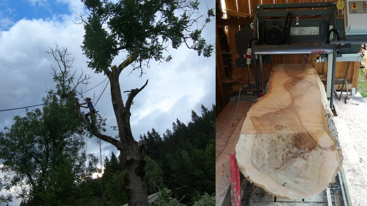 100 Jahre alte Esche abtragen und zu Pfosten verarbeiten | Subtitled