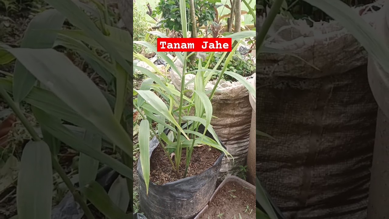 cara menanam jahe yang benar #tutorial #jahe #caramenanam #viral
