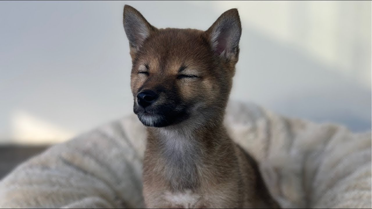 광주 데려가개 올해 마지막 연말 이벤트🎬 할인 분양 중 이에요🥺 많이 들어오셔서 예쁜 아가들 보고 가세용🤍#강아지 #강아지분양 #고양이 #고양이분양 #분양 #LIVE #라이브