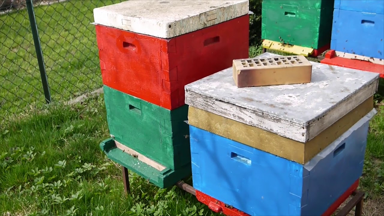 Przegląd wiosenny rodzin pasieki Miodowe Królestwo 15.04.2018