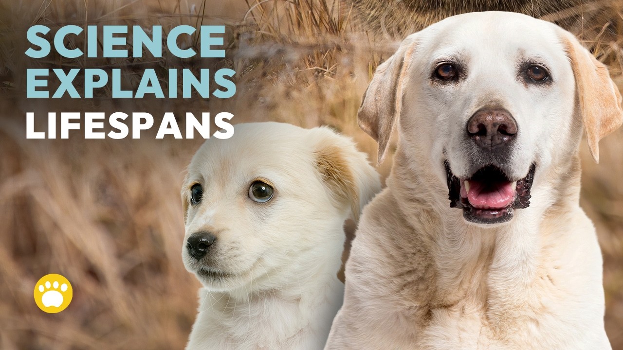 Why Do Dogs Have Short Lifespans?