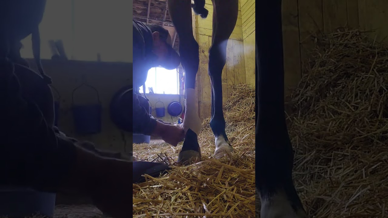Como poner vendas elasticas a un caballo 🐎