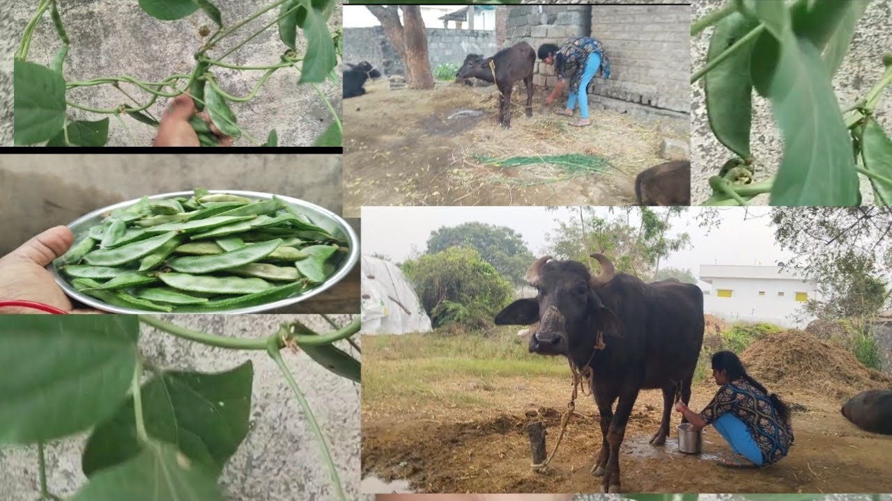 మా గేదాలకి పాలు తీస్తున్న