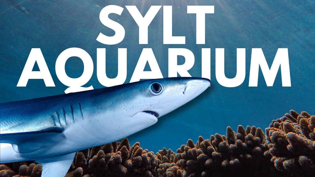 Sylt Aquarium - Wo Haie und Rochen miteinander schwimmen