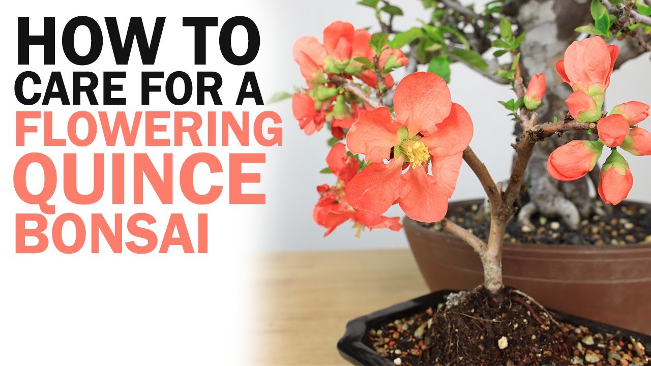 How to Care for a Flowering Quince Bonsai