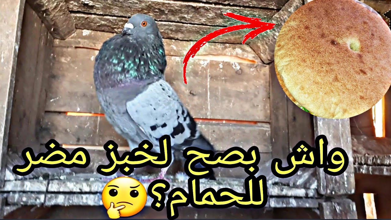 واش نقدر نعطي لحمامي الخبز🍞واش مضر ليه؟+الإجابة على جميع الأسئلة المتعلقة بالحمام