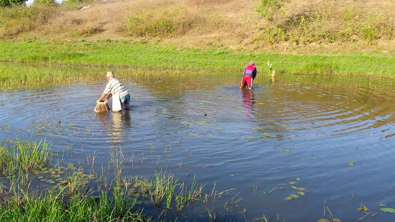 Pescando traira com choque