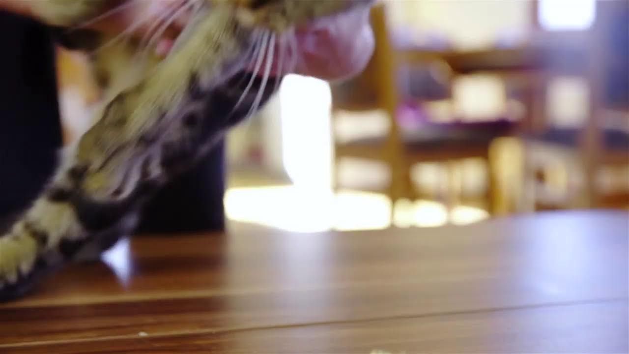 Adorable Cats and Kittens in 4K to Relaxing Music
