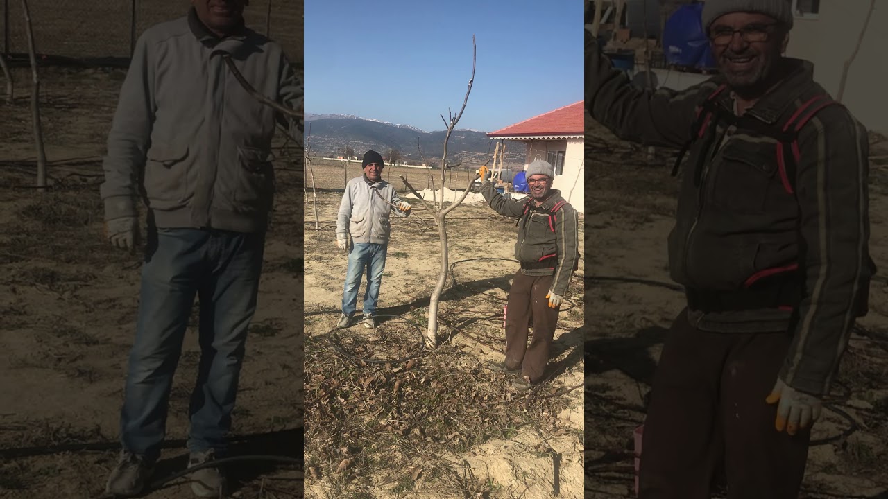 Chatner da yanlış budama nasıl düzeltilir