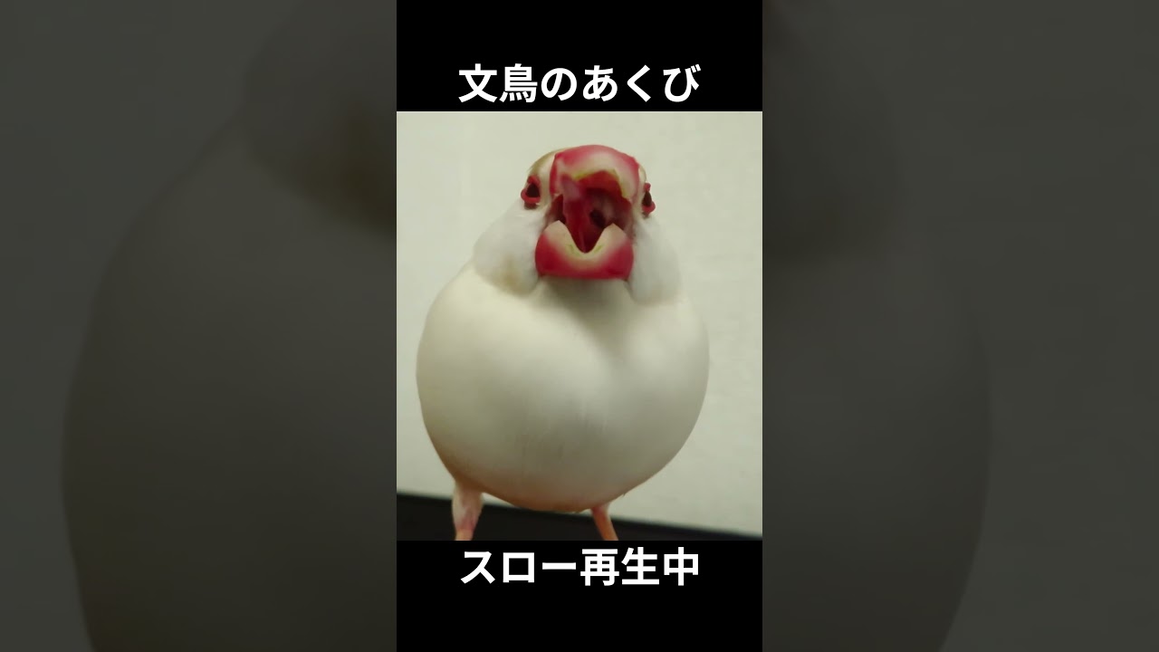 文鳥のあくび集 #shorts