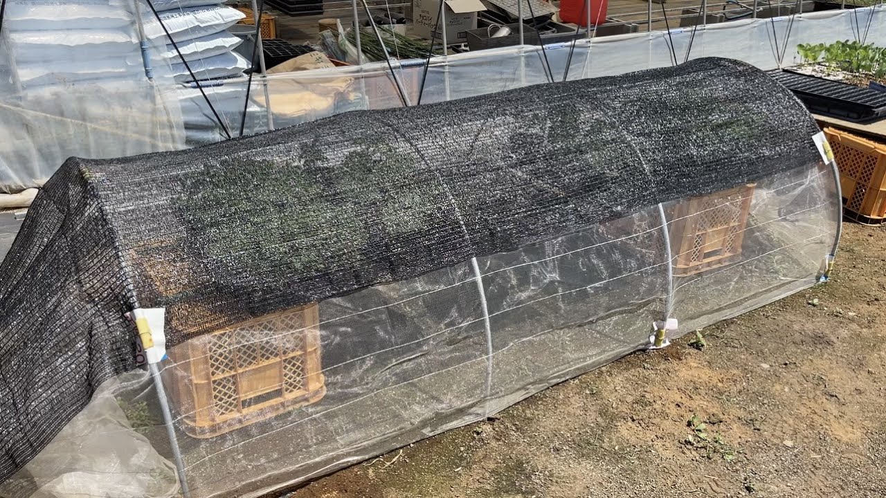 遮光ネットの正しい使い方【家庭菜園】ダイソーの遮光ネットで野菜の苗を枯らさずに育てる方法　22/8/1