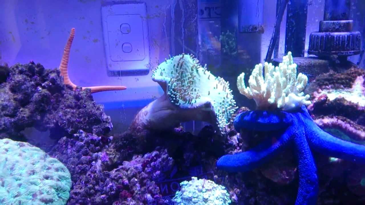 Be careful when introducing Bio Pellets to an aquarium!