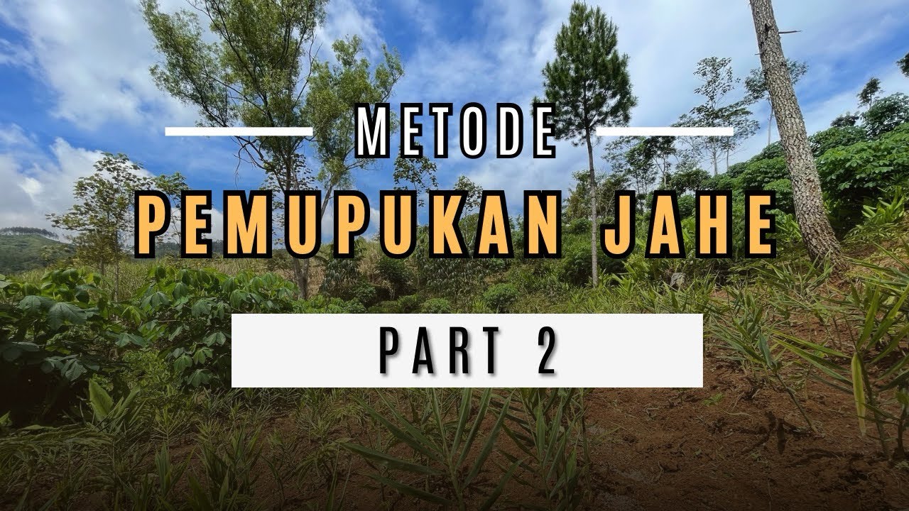 PEMUPUKAN JAHE PART 2 #petani #perkebunan 