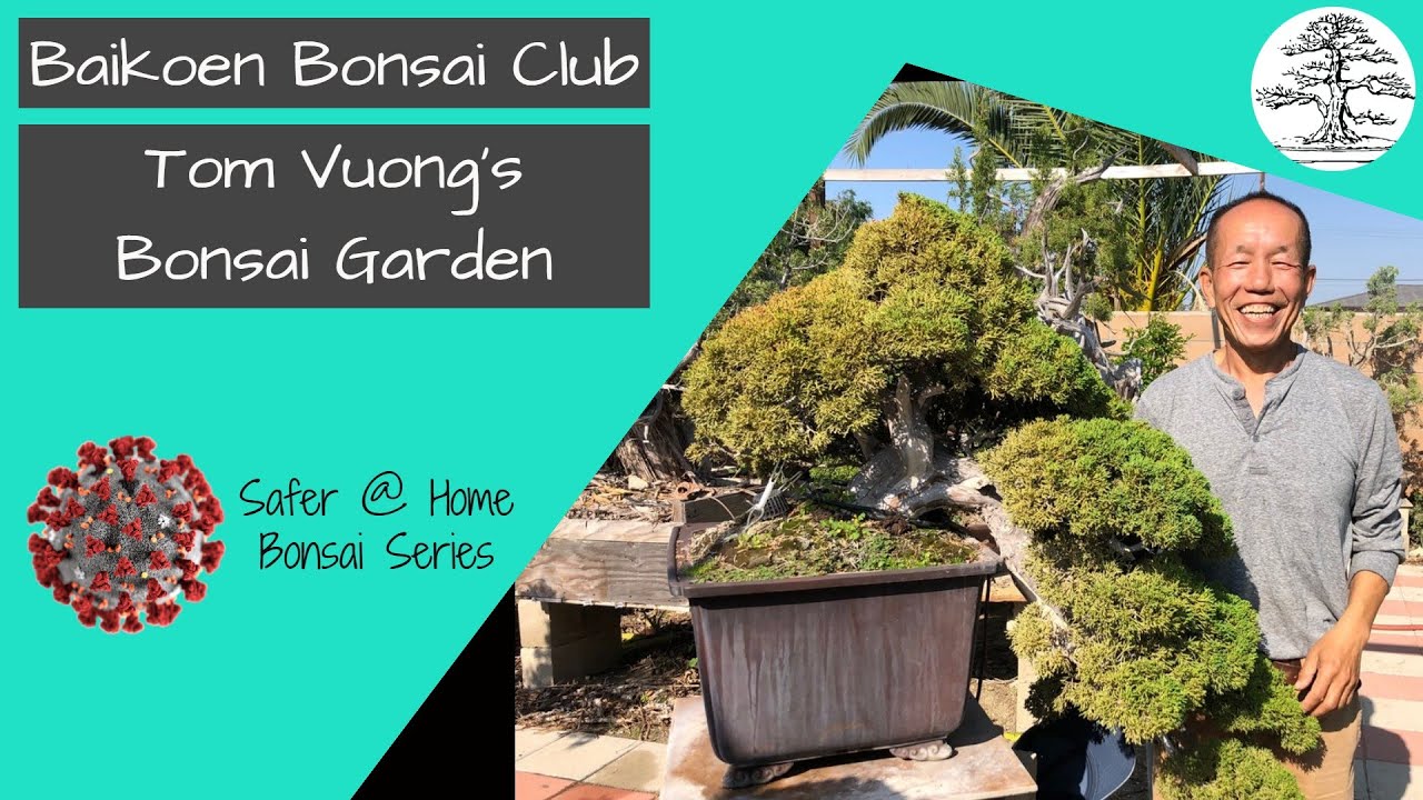 Tom Vuong's Bonsai Garden - Baikoen Bonsai Club - Safer @ Home Bonsai Series