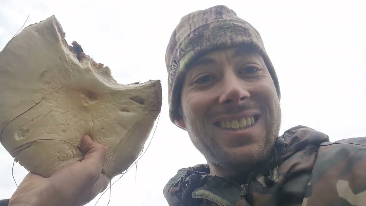 27 novembre Prospection en pâture Je tombe sur l agaric géant