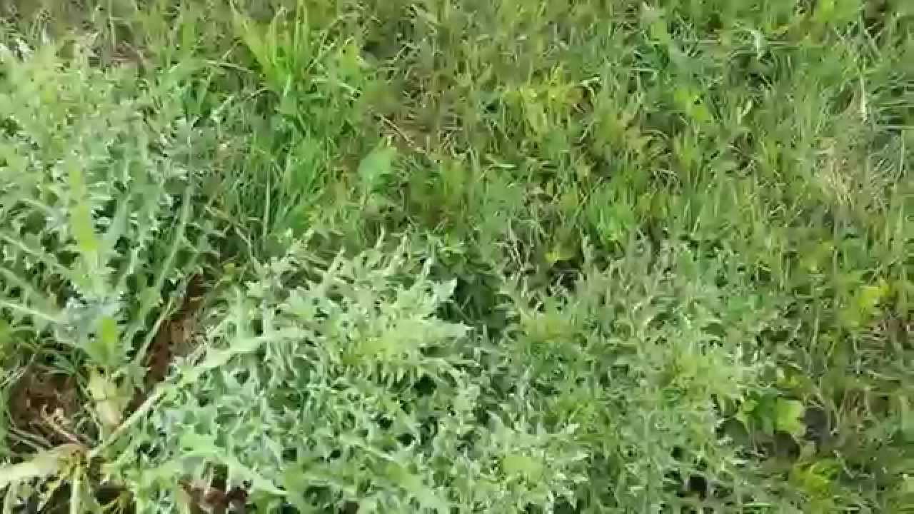 Grandpas Weeder - Great Weeding Tool