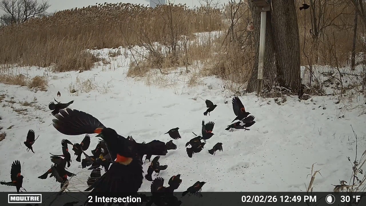 Trail Cameras January 31 to February 6, 2026