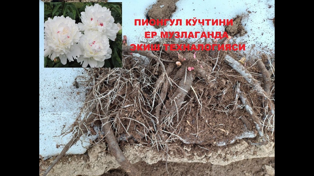 Ер музлаганда ДАРОМАДЛИ ПИОНГУЛ КУЧАТИНИ ЭКИШ.