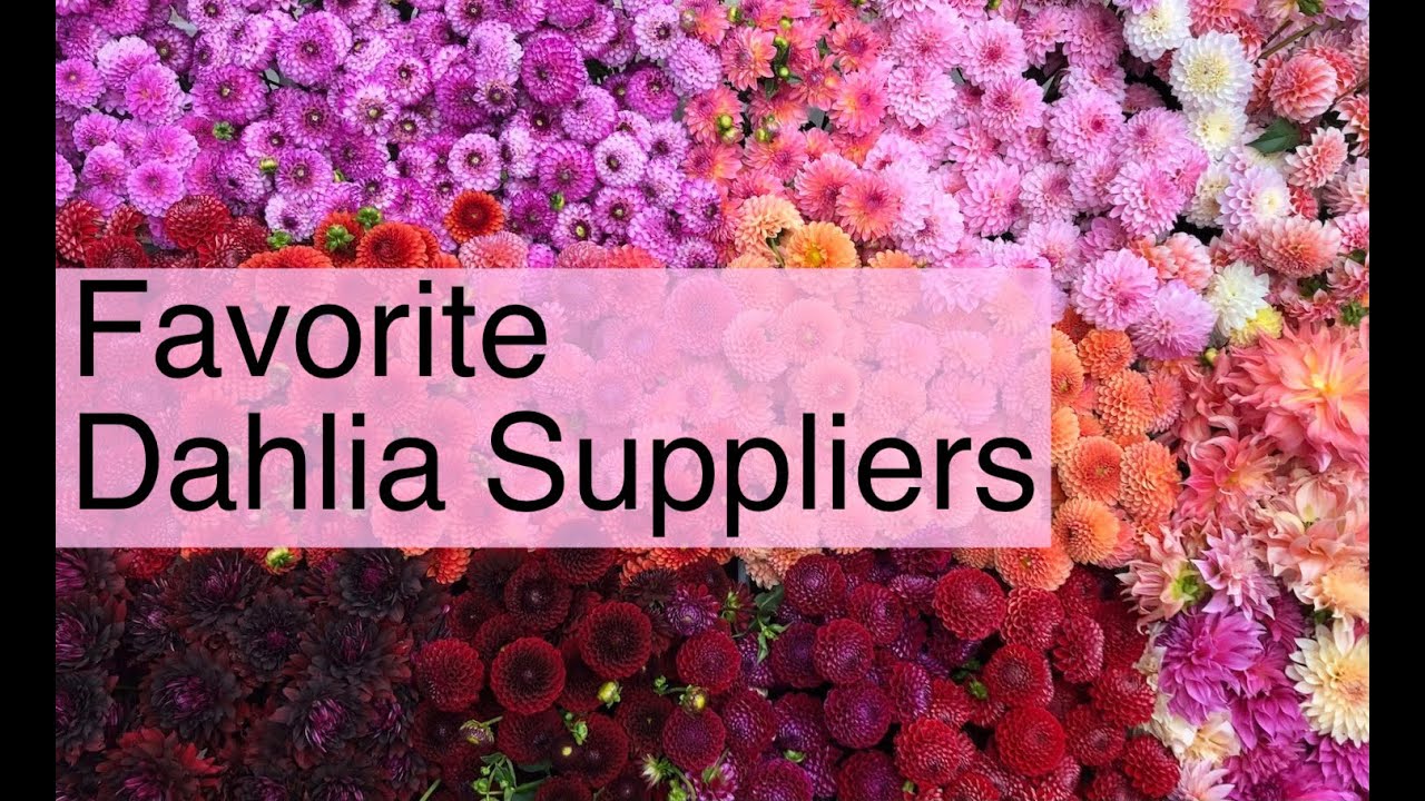 Our Favorite Dahlia Tuber Suppliers | Fireside Chat | PepperHarrow Farm