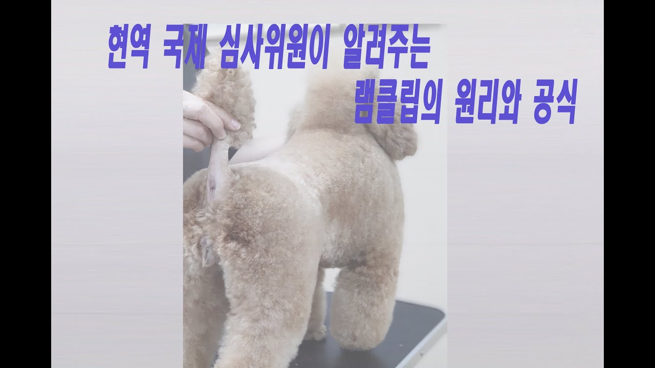 005 #수원애견미용학원 - 국제 심사위원이 알려주는 램클립의 원리와 공식