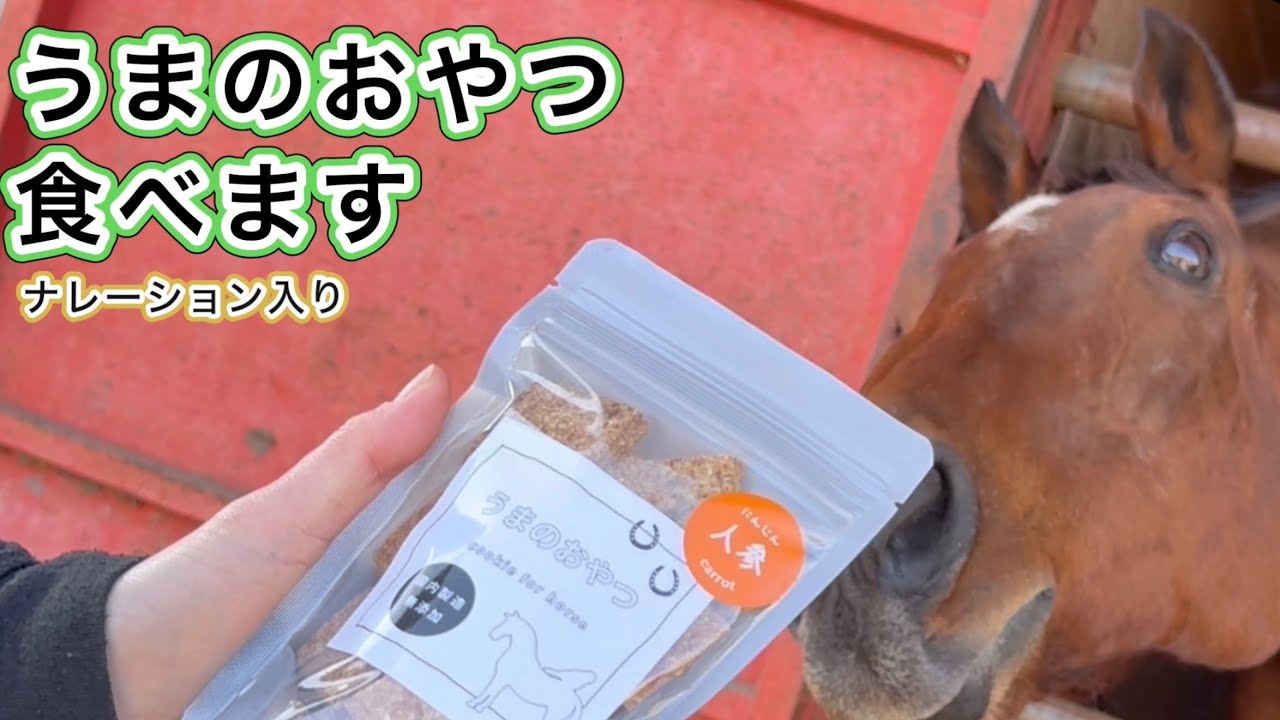 うまのおやつ　食べます　ナレーション入り　#引退馬　#horse 　#なみあし会　#おやつ