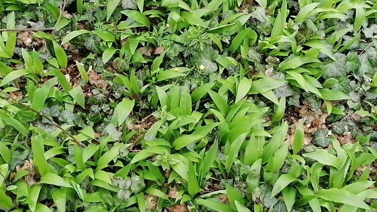 B&auml;rlauch