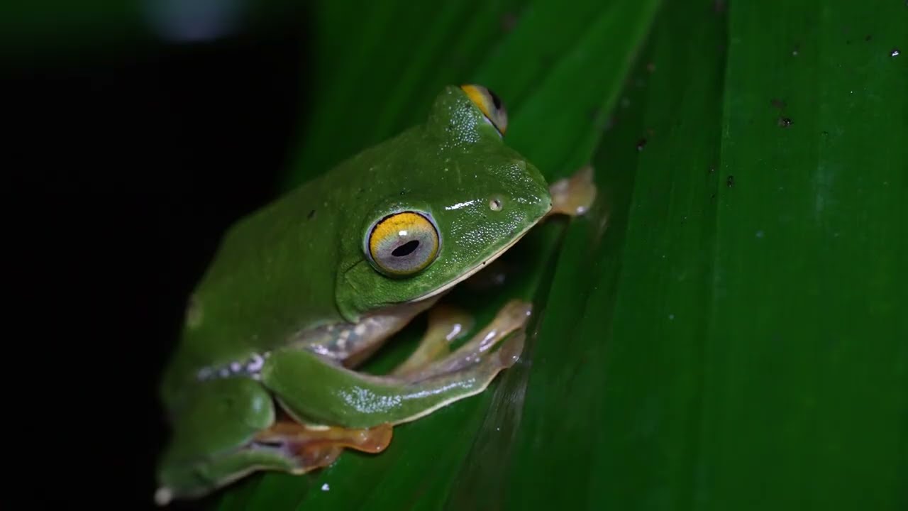 Munnar Like You’ve NEVER Seen Before 🌿🐘 | Wild India’s Hidden Paradise
