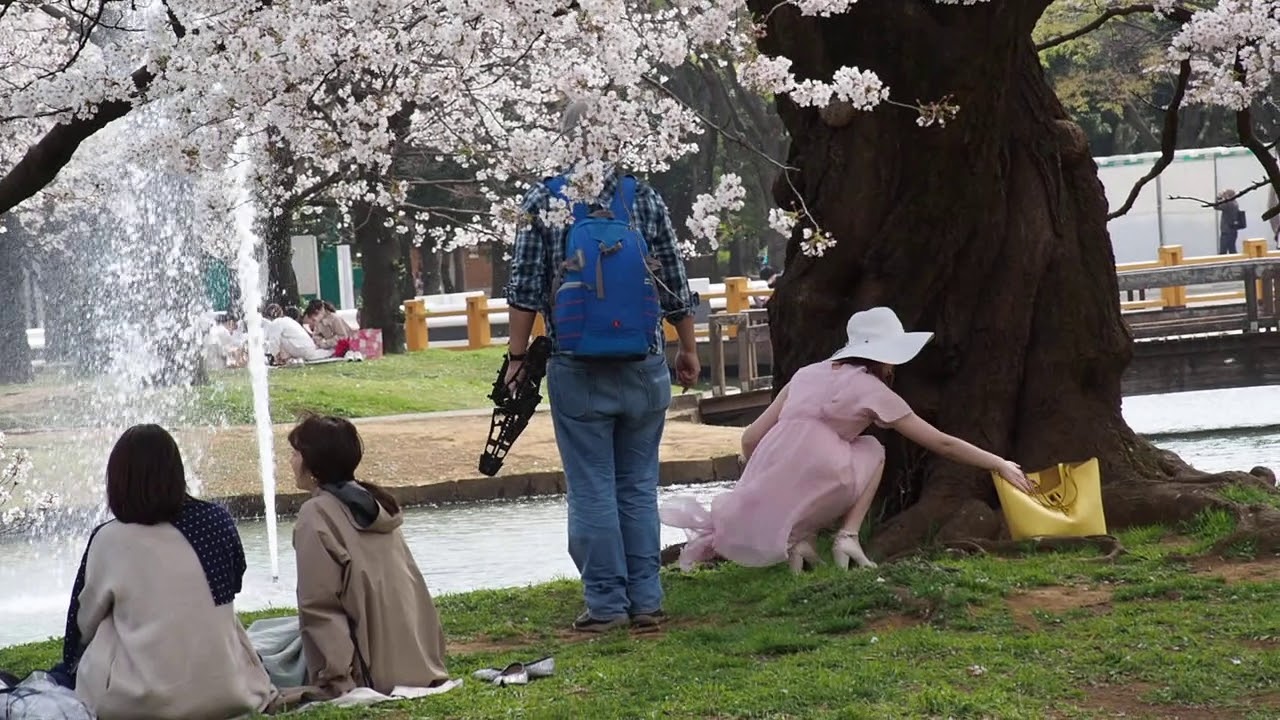 東京お花見散歩　強風の代々木公園で桜を愛でる　明日から外出自粛　桜も見納めか　2020/3/27 18