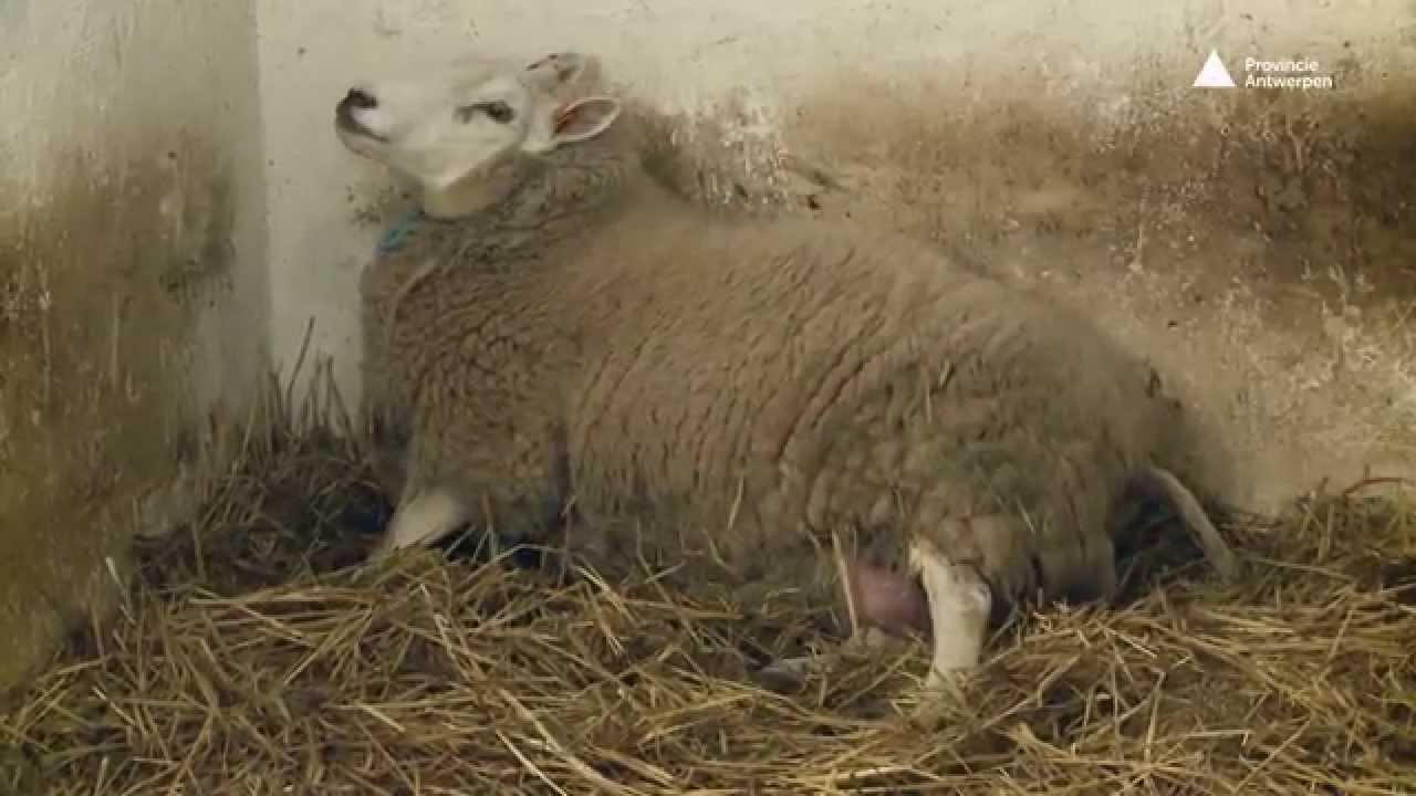 De Averegten: lammeren