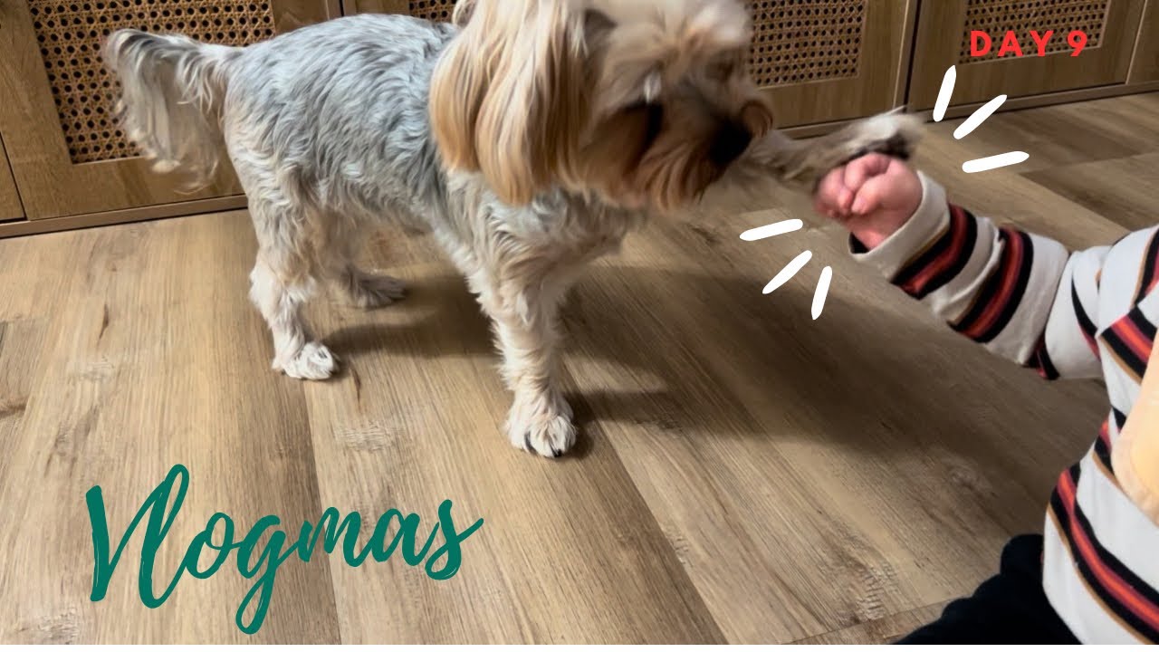 Vlogmas Day 9 | High-fives From Bandit