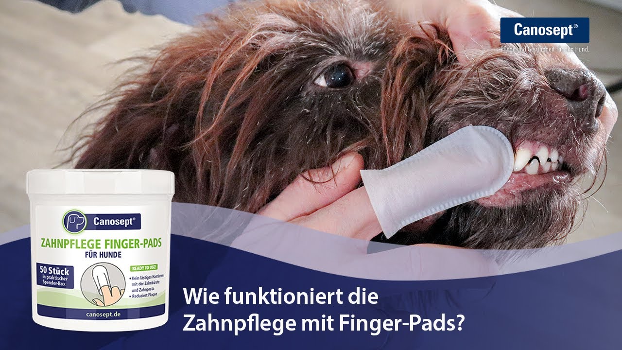 Canosept Zahnpflege Finger-Pads für Hunde: Wie beuge ich Maulgeruch vor?