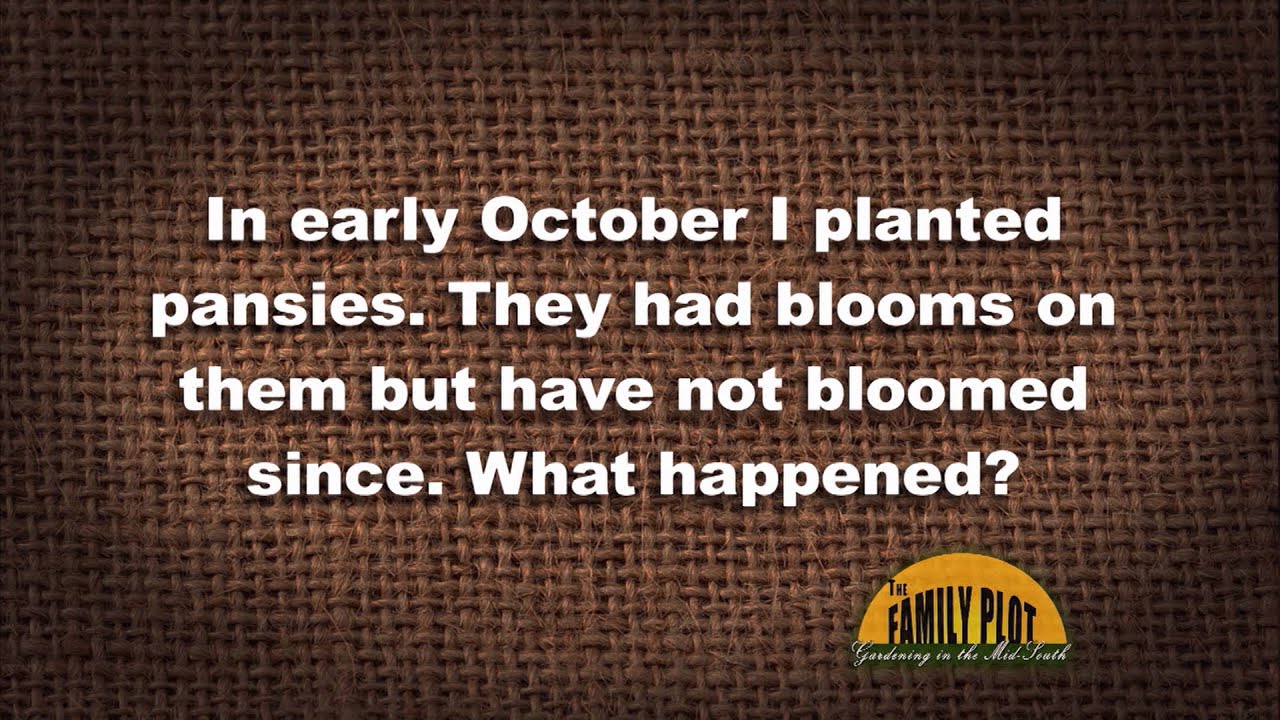 Q&A &ndash; My pansies had blooms when I planted them. Now they don&rsquo;t. Why?