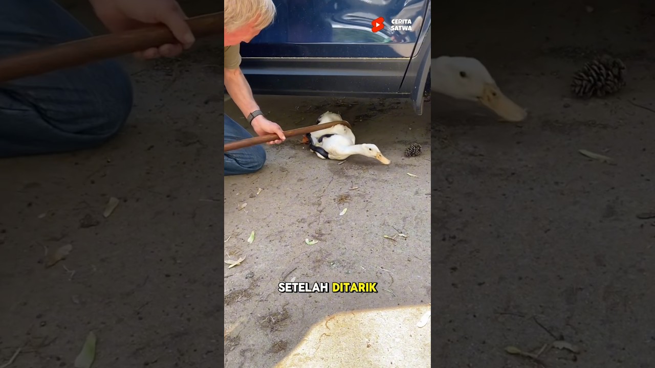 Penyelamatan Bebek Di Lilit Ular, Beruntung Bertemu Orang Ini