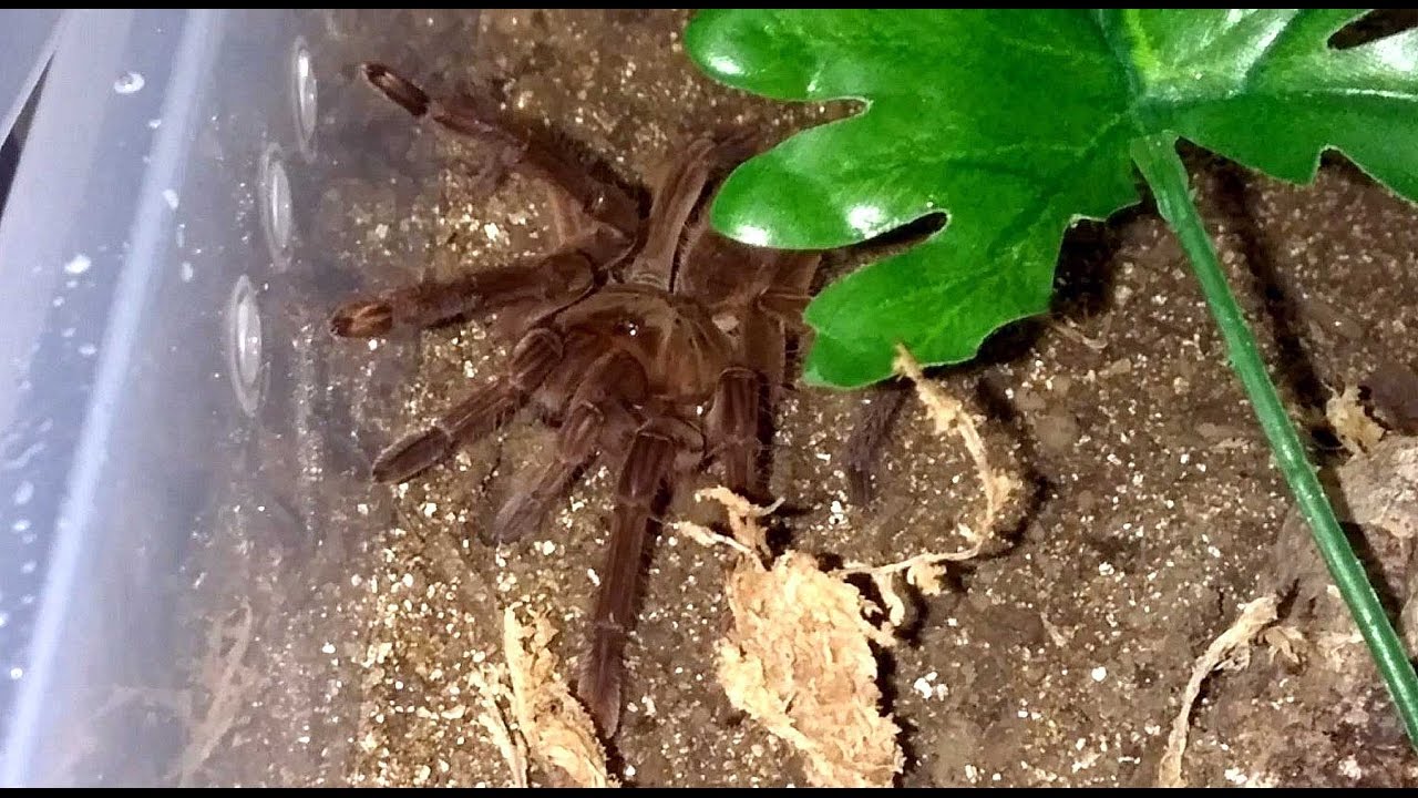 T. Stirmi, NOT Theraphosa apophysis (Read the Description!)